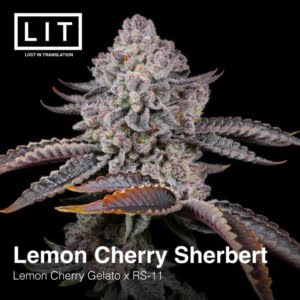 Lemon Cherry Sherbert 2