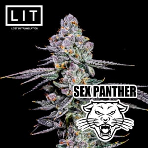 Sex Panther 003